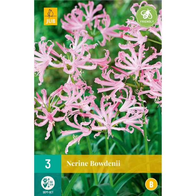 Image de 2 bulbes de fleurs de nerines bowdenii