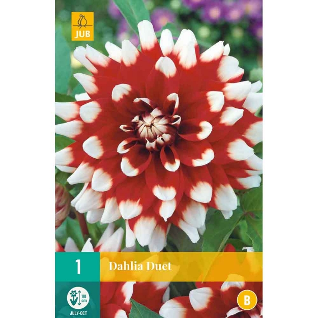 Image de 1 bulbe de fleur de dahlia duet