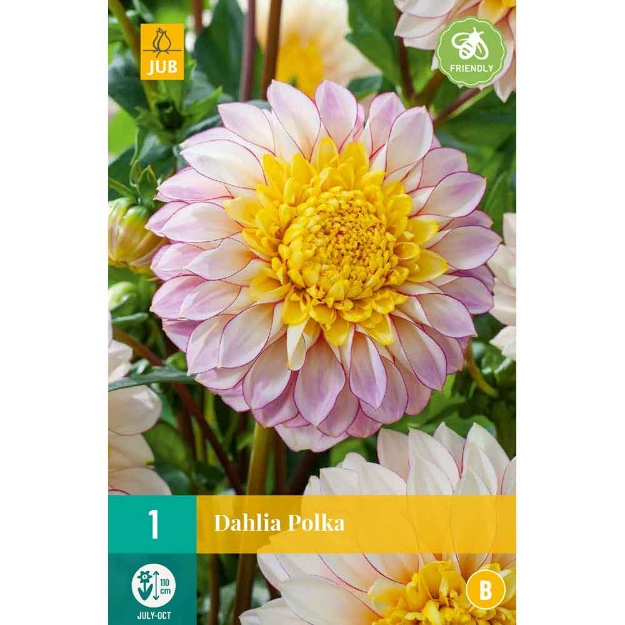 Image de 1 dahlia polka i