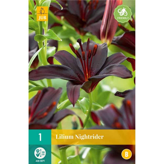 Image de 1 lilium nightrider 16/18