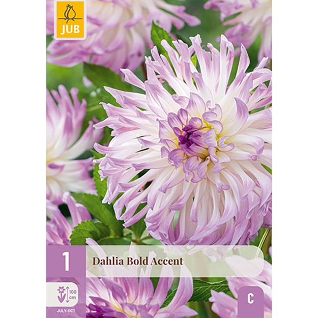Image de 1 DAHLIA BOLD ACCENT I
