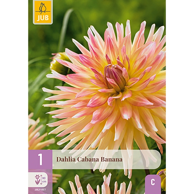 Image de 1 DAHLIA CABANA BANANA I