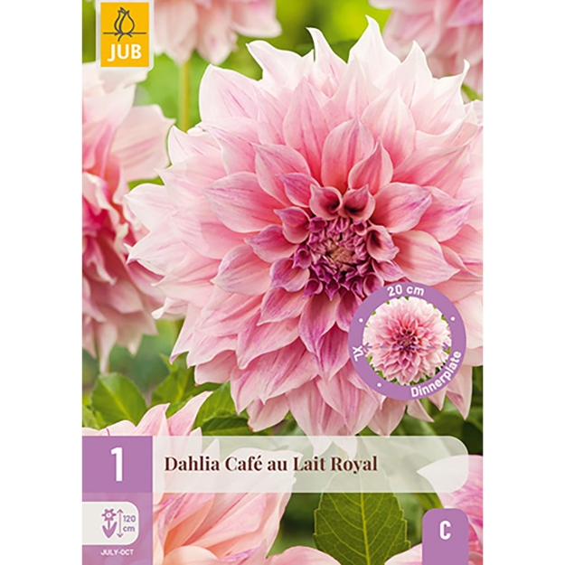 Image de 1 DAHLIA CAFE AU LAIT ROYAL I