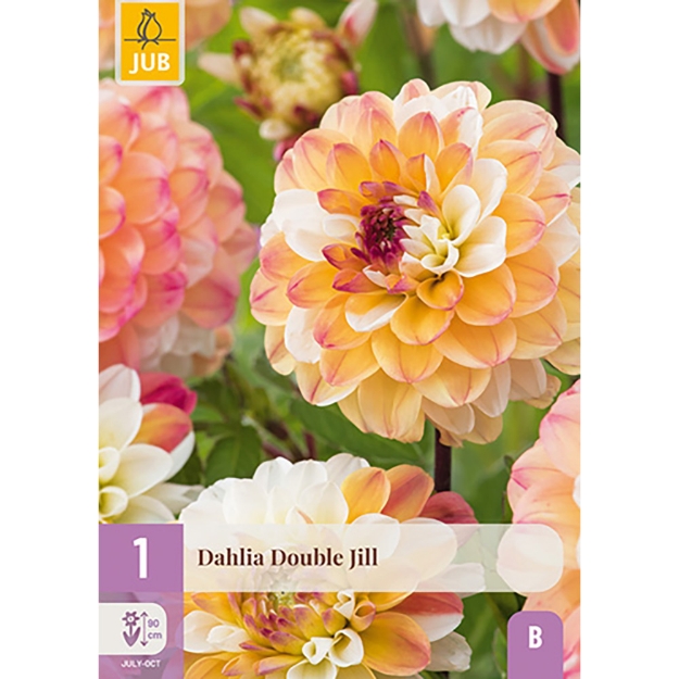 Image de 1 DAHLIA DOUBLE JILL I