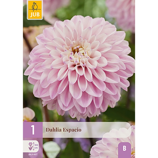 Image de 1 DAHLIA ESPACIO I