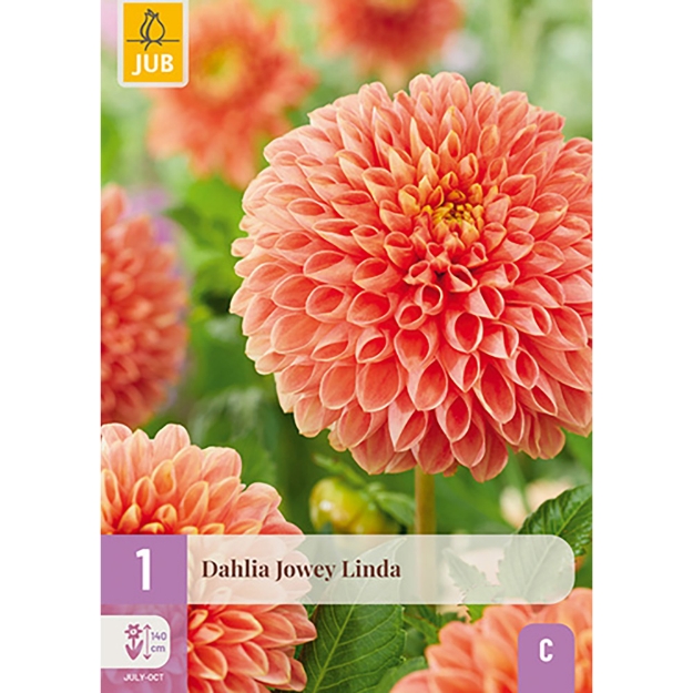 Image de 1 DAHLIA JOWEY LINDA I