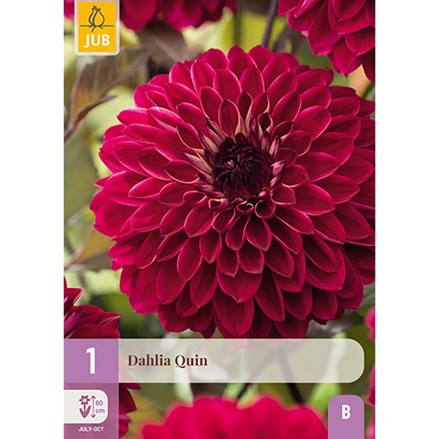 Image de 1 DAHLIA QUIN I