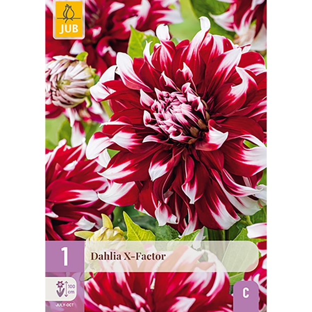 Image de 1 DAHLIA X-FACTOR I