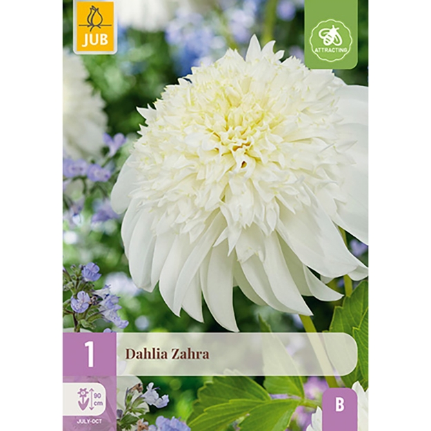 Image de 1 DAHLIA ZAHRA I