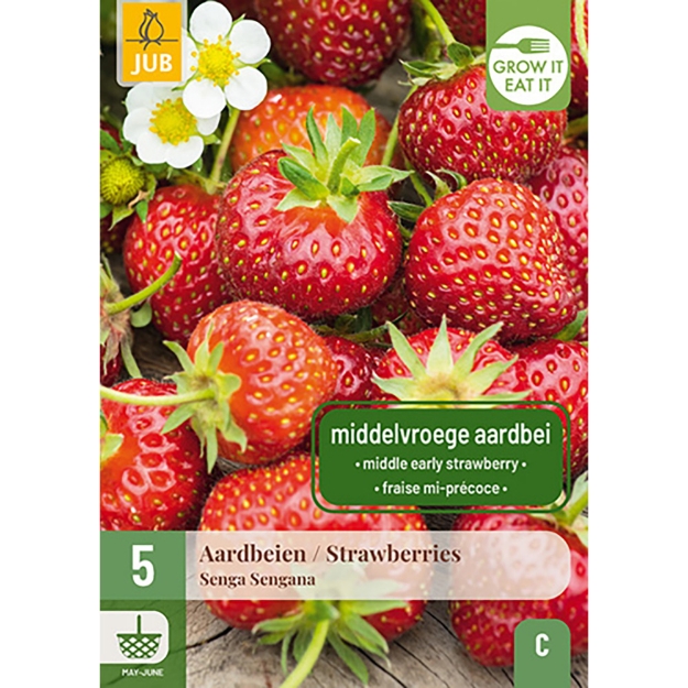 Image de 5 FRAGARIA / FRAISES SENGA SENGANA I