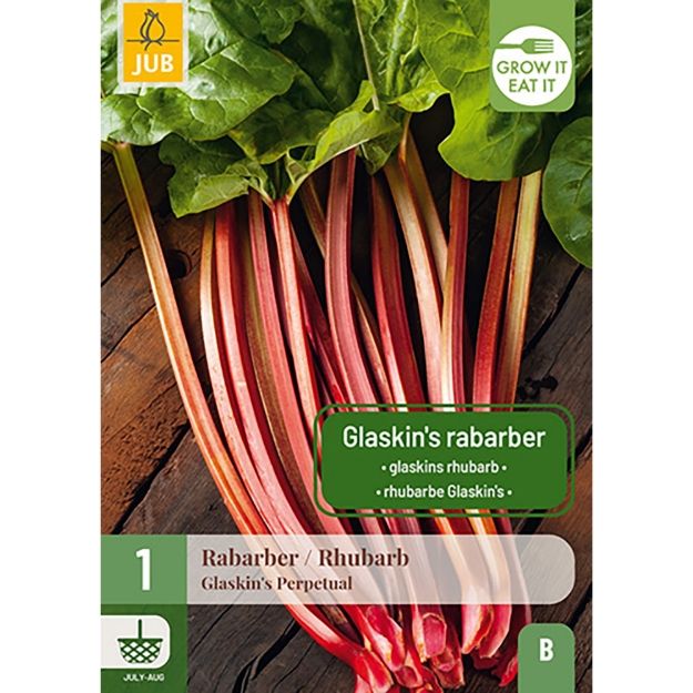Image de 1 RHEUM / RHUBARBE GLASKIN I