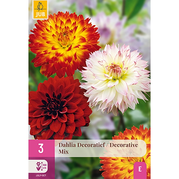 Image de 3 DAHLIA DECORATIVE MIX I