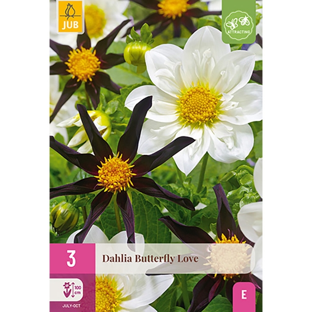 Image de 3 DAHLIA BUTTERFLY LOVE I