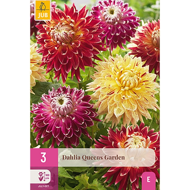 Image de 3 DAHLIA QUEENS GARDEN I