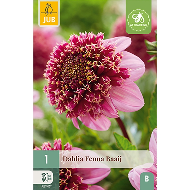 Image de 1 DAHLIA FENNA BAAIJ I