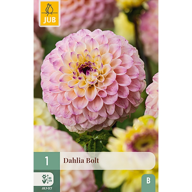Image de 1 DAHLIA BOLT I