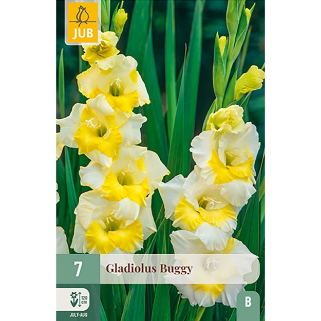 Image de 7 GLAIEUL BUGGY 12/14