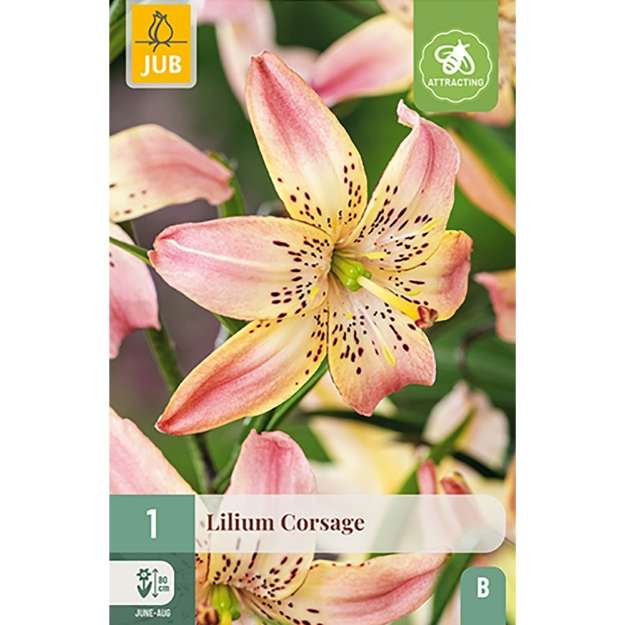 Image de 1 LIS CORSAGE 16/18