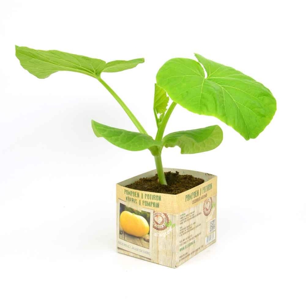 Image de Citrouille butternut motte 10cm + boite