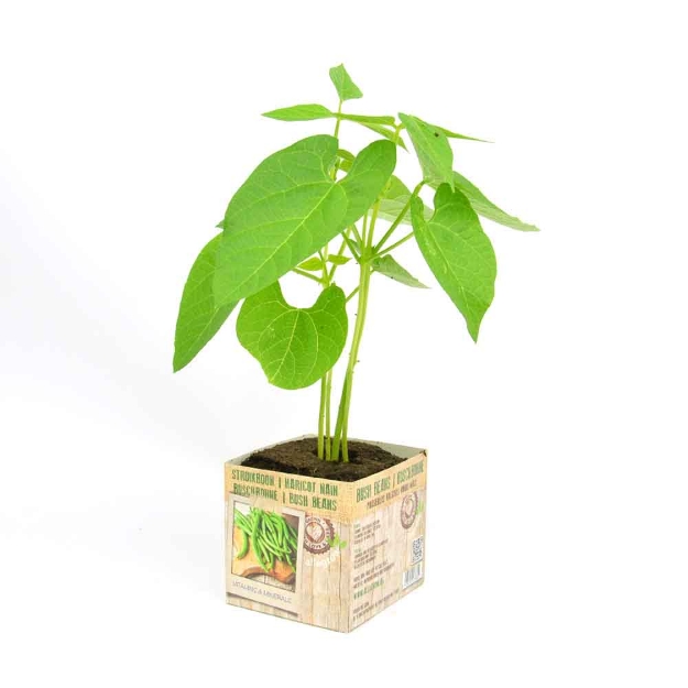 Image de Haricots à rames motte 10cm + boite