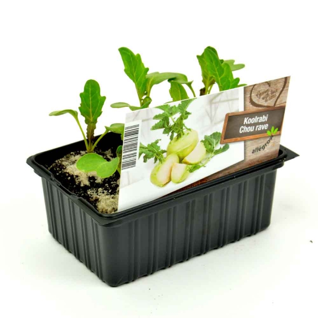 Image de Chou de Bruxelles barquette 6 pièces