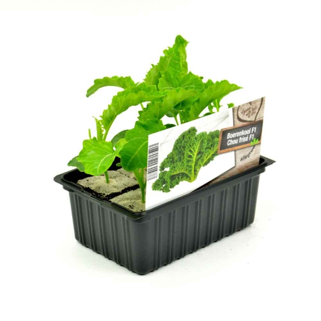 Image de Fine maraîchère barquette 6 pièces