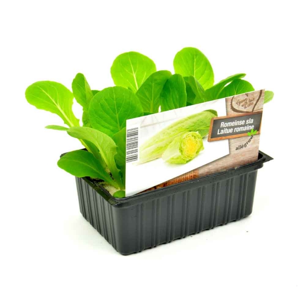 Image de Laitue mix barquette 6 pièces