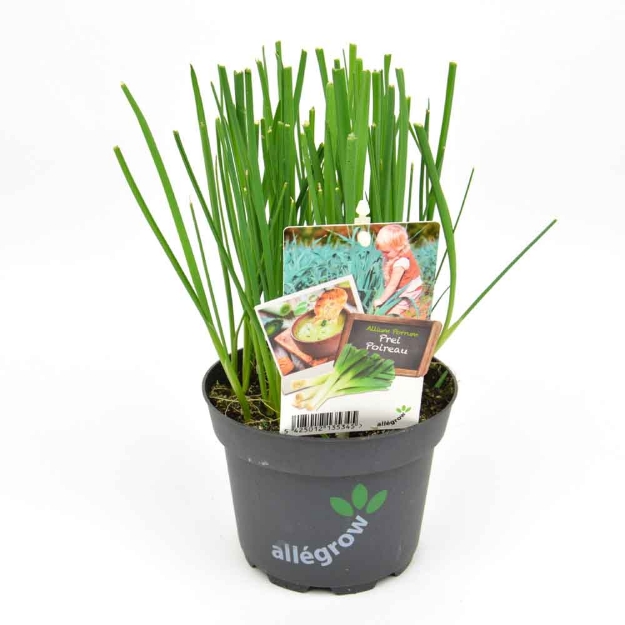 Image de Pois de senteur Pot 13cm