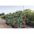 Image de TOMATO SPIRAL EPOXY tomates  Vert Ø 7mmx1,70m