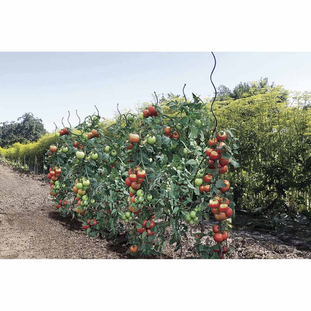 Image de TOMATO SPIRAL EPOXY tomates  Vert Ø 7mmx1,70m