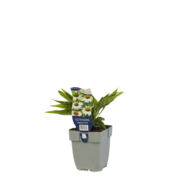 Image de Echinacea 'Meditation White' - pot de 11 cm.