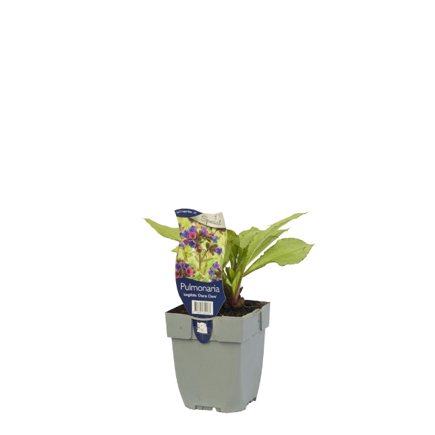 Image de Pulmonaria longifolia 'Diana Clare' - pot de 11 cm.