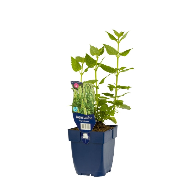 Image de Agastache rugosa 'Alabaster' - pot de 11 cm.