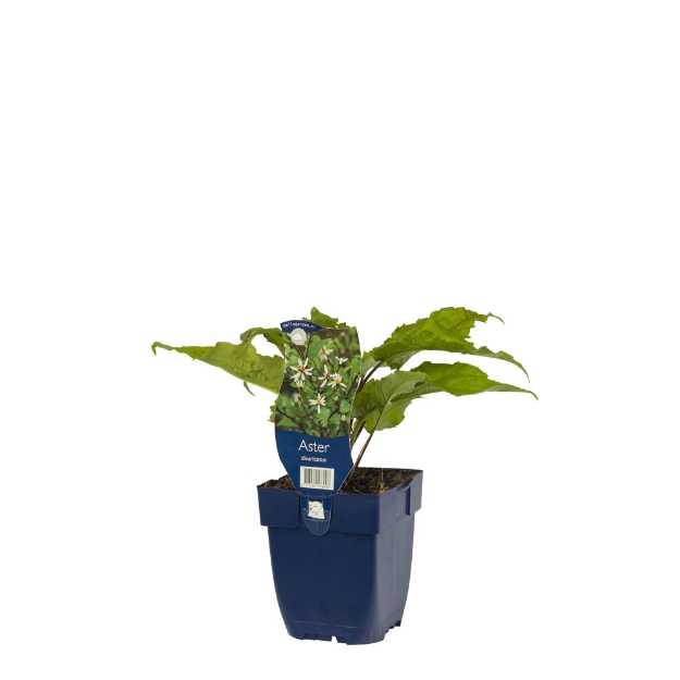 Image de Aster divaricatus - pot de 11 cm.