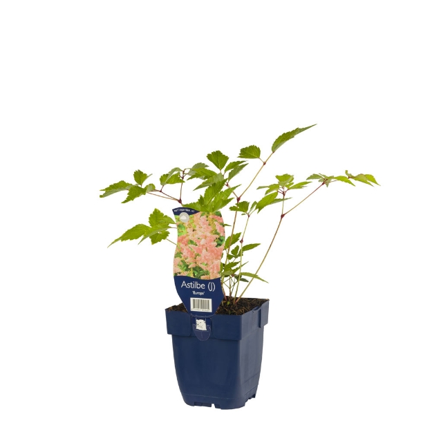 Image de Astilbe (J) 'Europa' - pot de 11 cm.