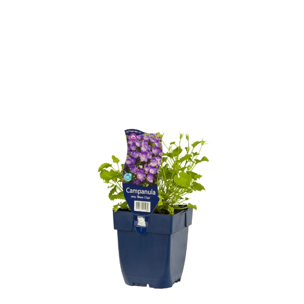 Image de Campanula carp. 'Blaue Clips' - pot de 11 cm.