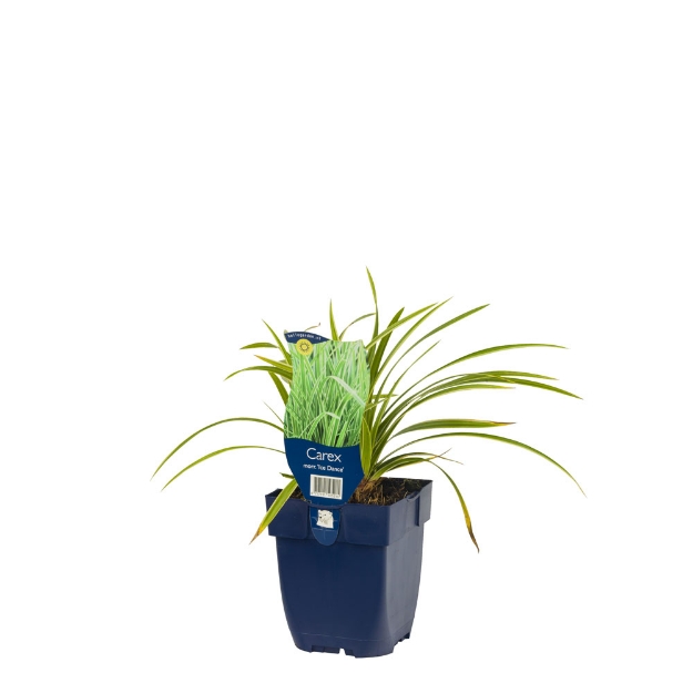 Image de Carex morrowi 'Ice Dance' - pot de 11 cm.