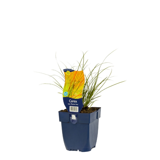 Image de Carex test. 'Prairie Fire' - pot de 11 cm.