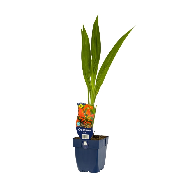 Image de Crocosmia 'Lucifer' - pot de 11 cm.