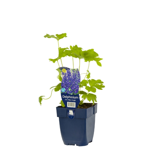 Image de Delphinium (P) 'Black Knight' - pot de 11 cm.
