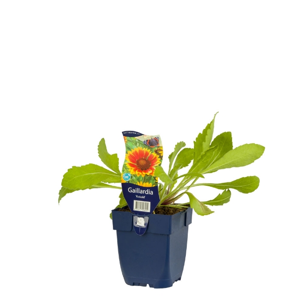 Image de Gaillardia 'Kobold' - pot de 11 cm.