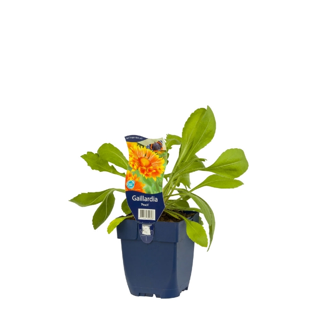 Image de Gaillardia 'Peach' - pot de 11 cm.