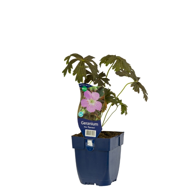 Image de Geranium macul. 'Espresso' - pot de 11 cm.