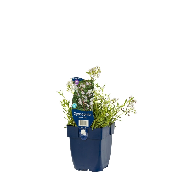 Image de Gypsophila rep. 'Alba' - pot de 11 cm.