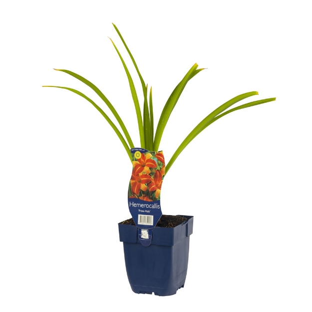 Image de Hemerocallis 'Frans Hals' - pot de 11 cm.