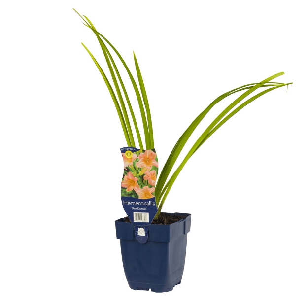 Image de Hemerocallis 'Pink Damask' - pot de 11 cm.