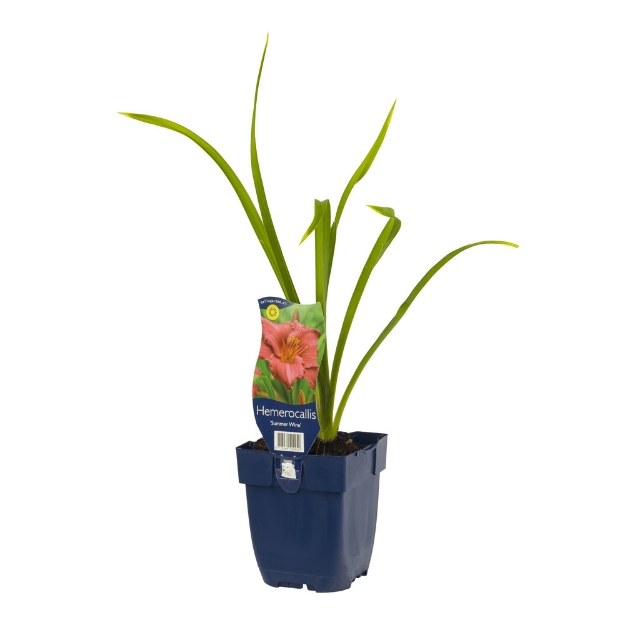 Image de Hemerocallis 'Summer Wine' - pot de 11 cm.