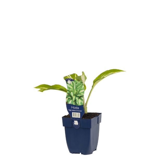 Image de Hosta 'Night Before Christmas' - pot de 11 cm.