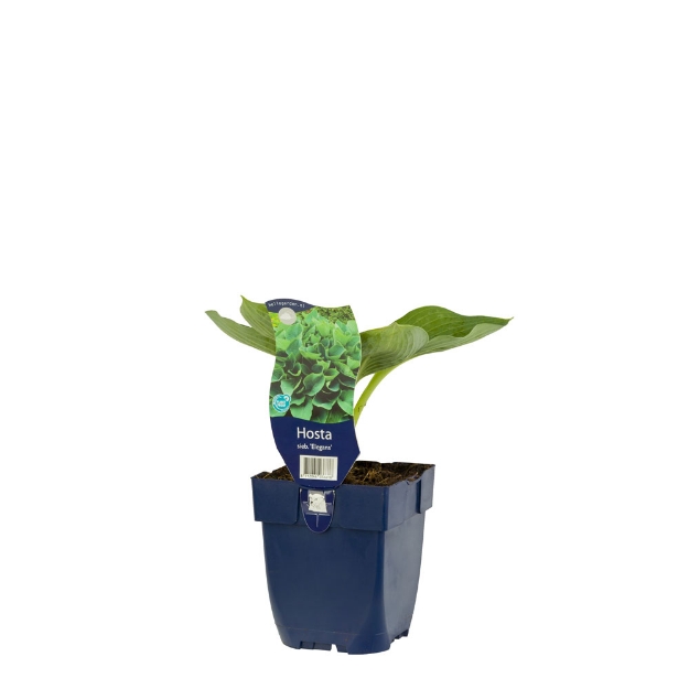 Image de Hosta sieb. 'Elegans' - pot de 11 cm.