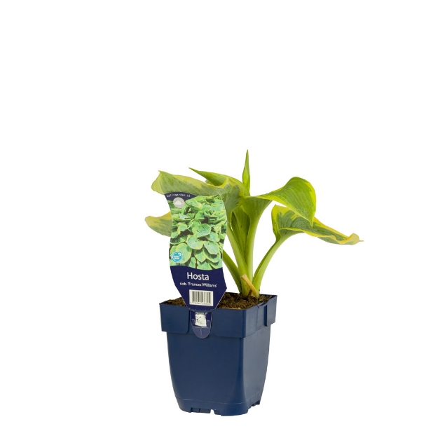 Image de Hosta sieb. 'Frances Williams' - pot de 11 cm.